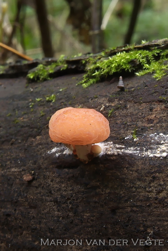 Zalmzwam - Rhodotus palmatus